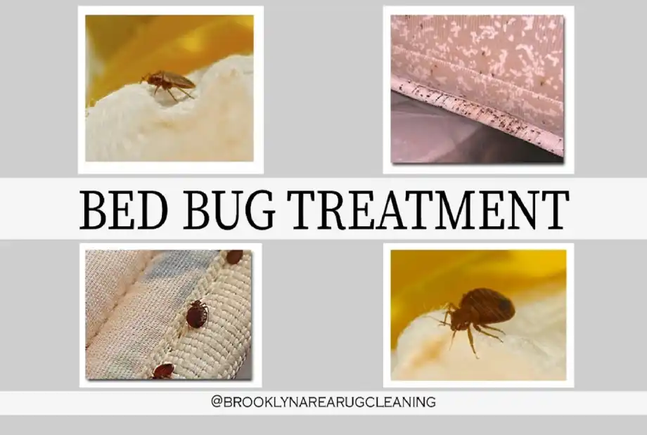Bed Bug Treatment